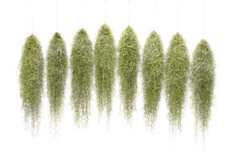Green Spanish Moss, Grandpas Beard plant, Tillandsia crocata, hanging and isolated on white...