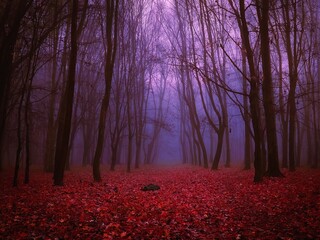 Strange autumn forest in the fog. Red mysterious forest in late autumn. Paranormal magical place. 