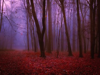 Strange autumn forest in the fog. Red mysterious forest in late autumn. Paranormal magical place. 