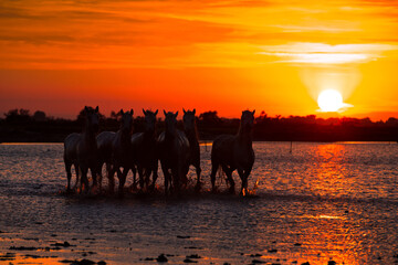 Herd of white horses galloping in the sea on coast line at the sunset in Camargue, France