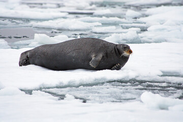 Big Walrus lying on a glacier the snowy habitat in Svalbard on a cold winter day