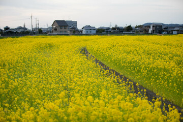 菜の花
