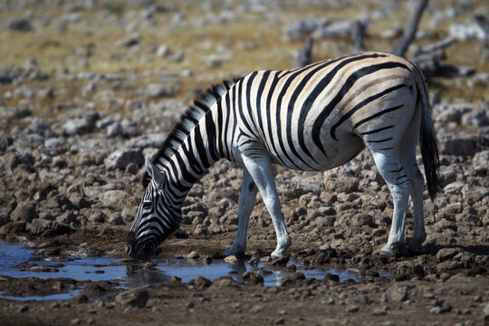 Closeup of a zebra drinking from a puddle at the Namibian savannah