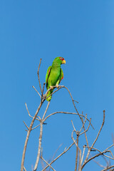 white-fronted amazon (Amazona albifrons) also known as the white-fronted parrot, or spectacled amazon parrot. El Coco, Wildlife and birdwatching in Costa Rica.