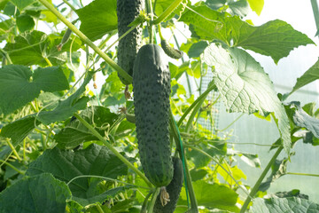 Green cucumbers plant grow in greenhouse, close-up. Organic food agriculture concept. A backing...