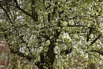 Cormier en fleurs au printemps