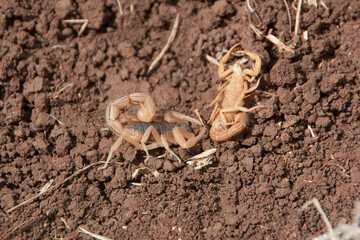 Macro shot of indian red scorpions lying on the brown rocky ground