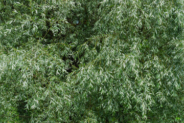 background of thick willow foliage