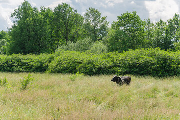 a cow grazes in a field with tall yellow grass