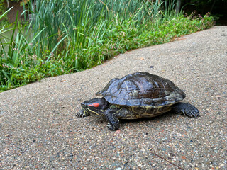 Red-eared turtle