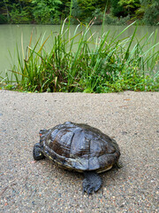 Red-eared turtle