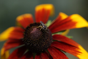 Macro of a bee
