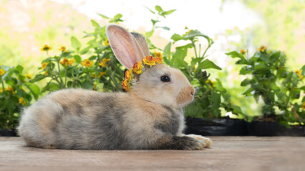 Adorable little baby bunny rabbit sitting on the wooden floor next to flower.