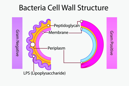 Diagram of gram negative and gram positive bacteria cell wall - including peptidoglycan, LPS, membrane - infographic for microbiology education