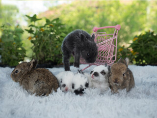 6 naughty cute little group of baby bunny rabbits sitting together on fluffy carpet.