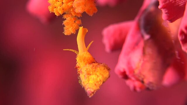 Wentletrap snail hanging off coral reef close up