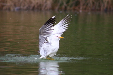 at 5 july 2023 birds on the beach