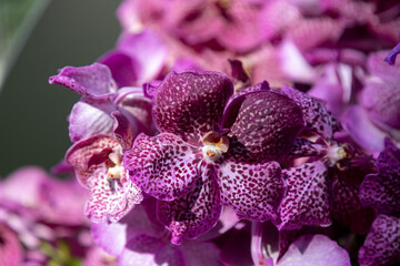 Naklejka na ściany i meble Purple orchid flower Vanda Coerulea close-up. Natural natural background. Selective focus