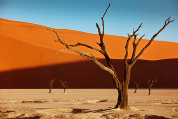 Dead camelthorn trees against red dunes and blue sky in Deadvlei, Sossusvlei, Namibia