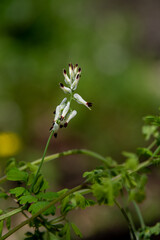 Close up of Fumaria capreolata, the white ramping fumitory, flower on a blurred background. Wildflower in northern Israel.
