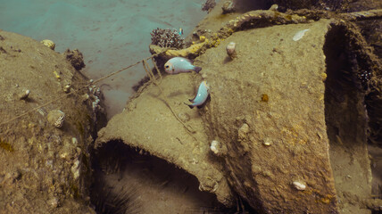 coral reef in the sea