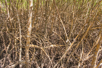 Mangroves at low tide that grow along the Northwest coast of Brazil