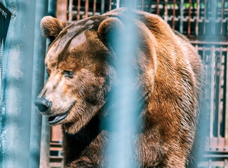 portrait of a bear