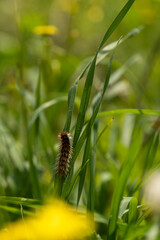 Hairy brown caterpillar climbing on tall grass in a meadow in northern Israel.
