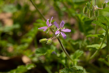 Small purple wildflower Erodium gruinum, Long-beaked stork's bill found in Israel