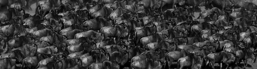 Grayscale shot of a large group of running wildebeests in Masai Mara, Kenya