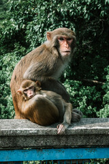 Makaken Affen im Kam Shan Country Park oder auch Monkey Mountain in Hong Kong