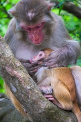 Makaken Affen im Kam Shan Country Park oder auch Monkey Mountain in Hong Kong