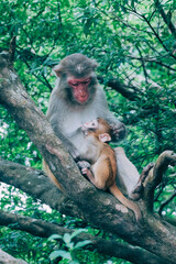 Makaken Affen im Kam Shan Country Park oder auch Monkey Mountain in Hong Kong