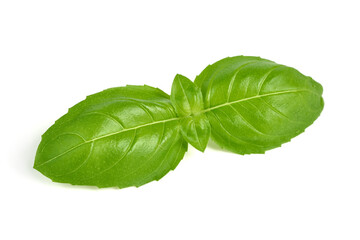 Basil leaves, isolated on white background.