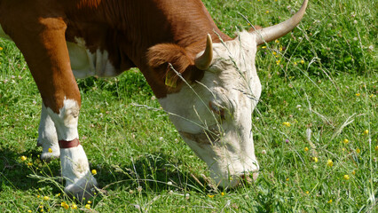 Closeup of a cow side profile grazing on a green meadow