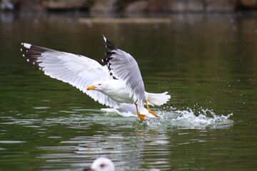 Seagull on the water