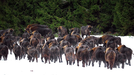 Herd of wisent in a snowy forest in Belarus