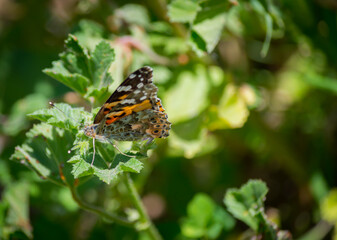 Butterfly on a flower