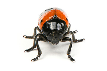 The Burying beetle (Nicrophorus vespilloides)