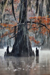 Vertical shot of a tree with orange foliage in Great Cypress Swamps, USA