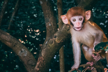 Makaken Affen im Kam Shan Country Park oder auch Monkey Mountain in Hong Kong