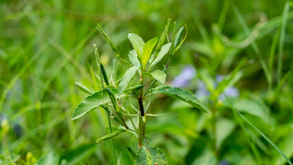 Ruellia tuberosa, also known as minnieroot, fever root, snapdragon root and sheep potato, is a species of flowering plant in the family Acanthaceae. 