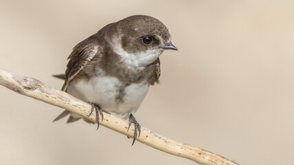 Closeup of a sand martin bird perched on a branch