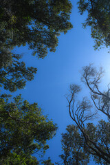 top of trees next to the blue sky