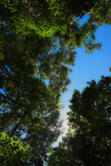 Fototapeta premium top of trees next to the blue sky