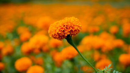 Marigold or Tagetes is a genus of annual or perennial, mostly herbaceous plants in the sunflower family Asteraceae.