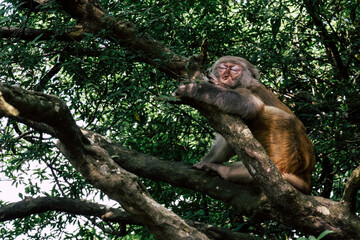 Fototapeta na wymiar Makaken Affen im Kam Shan Country Park oder auch Monkey Mountain in Hong Kong