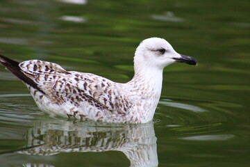 Seagull on the water