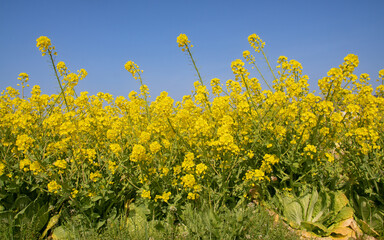 葉の花畑（白菜）和歌山県伊都郡和歌山市