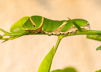 Close-up of a caterpillar of Lime Butterfly crawling on a lime plant in the garden on a sunny day